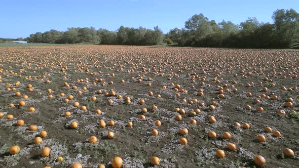 Pumpkin Patch on a Farm Ready for Harvest Aerial Flyover