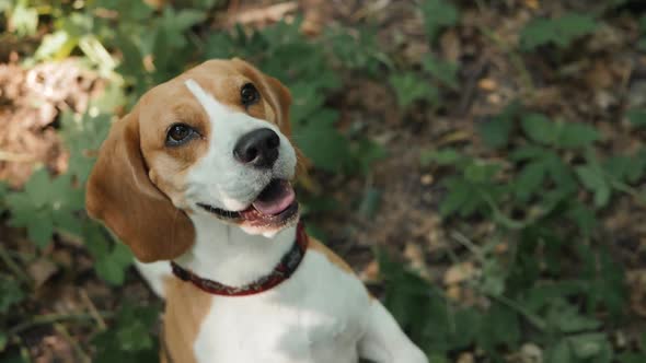 Funny Beagle Dog Close Up Portrait Closeup Face Happy, Dog Walking Sitting Service