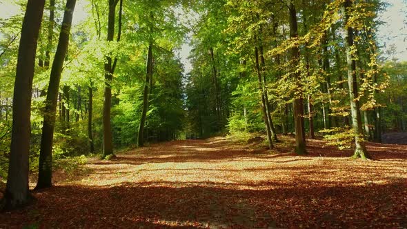 Breathtaking autumn forest in sunny day with sunbeam, Europe