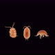 Isopoda Porcellio Laevis, family Porcellionidae, is a cosmopolitan - VideoHive Item for Sale