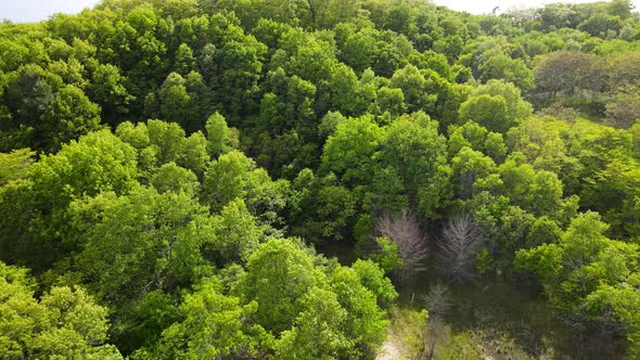 Aerial look at the lush greens of various Native Michigan plants.