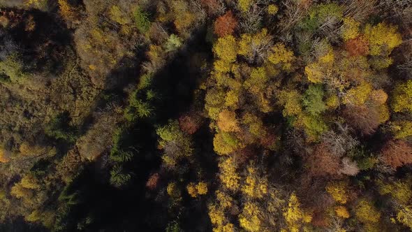 Drone Shot (facing down and rotating) of an Autumn Forest with Pines and Deciduous