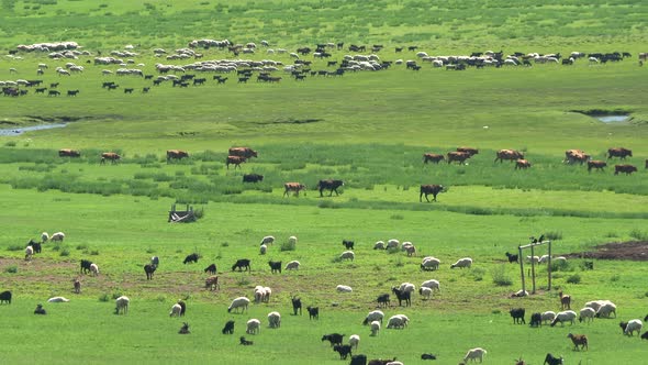 Herds of Mixed Livestock Grazing in the Vast Plain