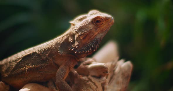 Bearded dragon, also known as Pogona, sitting on a tree branch.