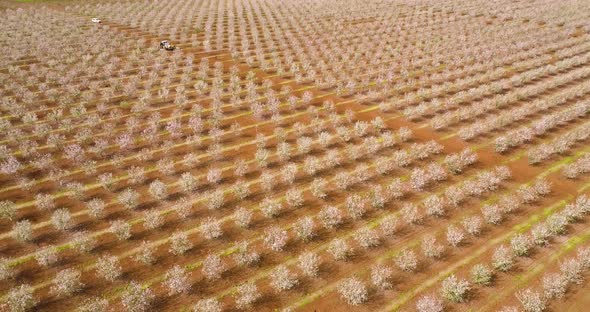 Aerial View of field of cherry trees, Ein Harod, Northern District, Israel.