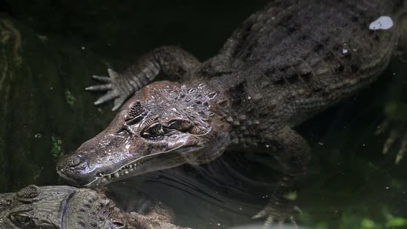 American Alligator  Crocodile in the River