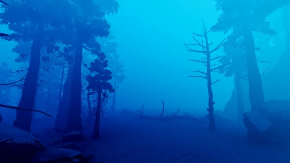 Spruce Winter Forest alt