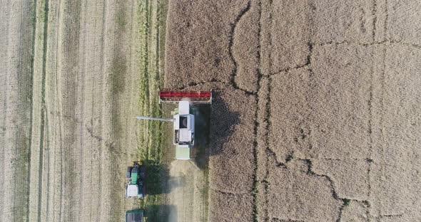 Combine Harvester Harvesting Rapeseed Field