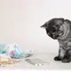 Gray British Kitten Playing with Smartphone and Russian Money - VideoHive Item for Sale