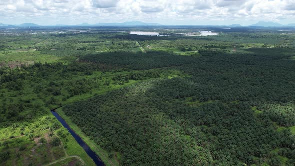 Aerial View of The Palm Oil Estates