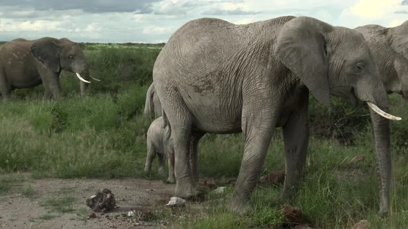 African Elephant (Loxodonta africana)  family  eating in grasslands, Amboseli N.P. Kenya.