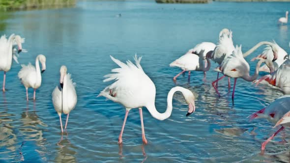 Flamingo bird nature wilflife reserve carmargue lagoon