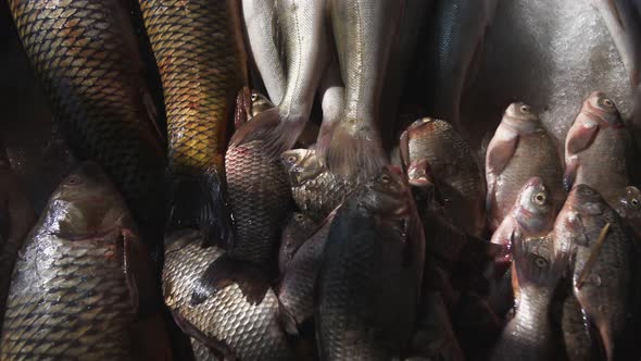 fresh fish on the counter in the store