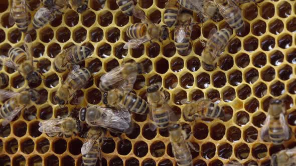 Fresh Honey in a Honeycomb Close Up