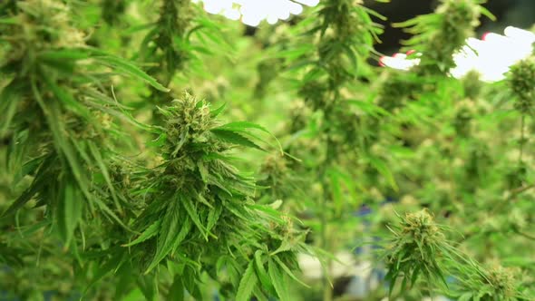 Blooming cannabis flowers are ready to be extracted into a variety of medical,