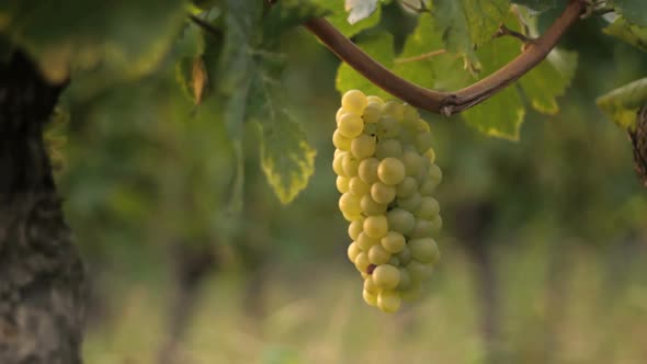 Vineyard close up tracking shot outdoor