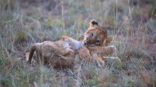 young lion cubs, Panthera? leo play with each other on the open plains of the Mara triangle during l