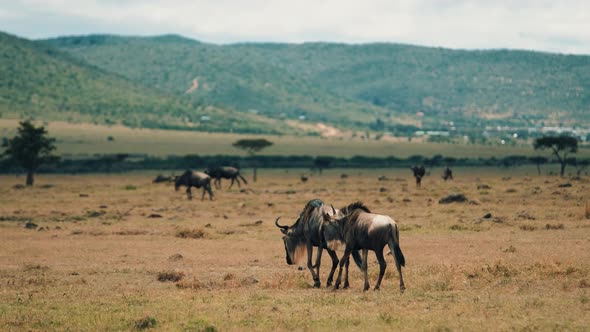 Wild Animals in Kenya