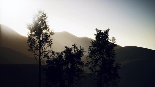 Carpatian Mountains Fog and Mist at the Pine Forest