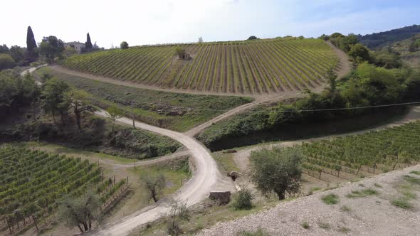 Vineyards of Winegrowing in Tuscany