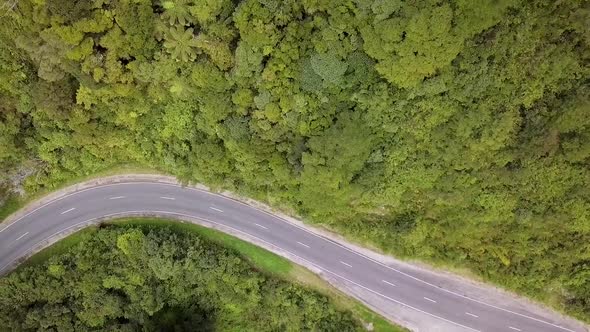 Road in rainforest of New Zealand