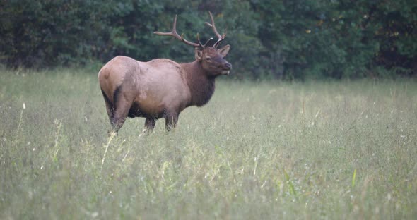 Bull Elk Grazing In Field