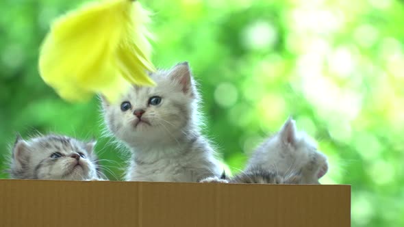 Four Persian Kittens Playing In A Box