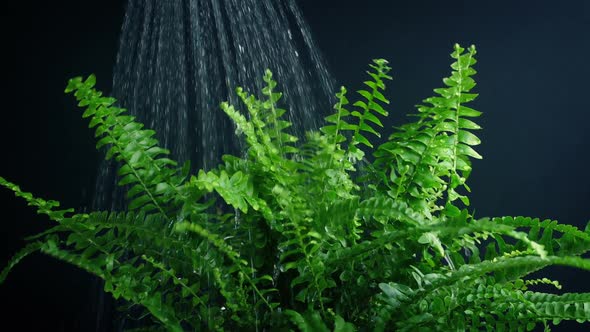 Watering A House Plant Fern