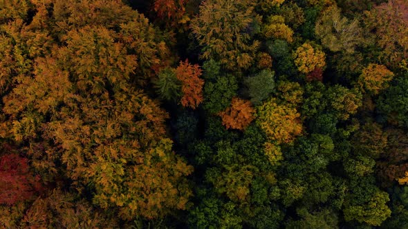 Autumn Forrest  trees view from above 