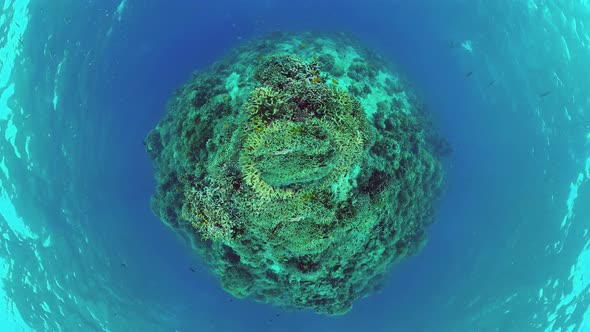 Coral Reef and Tropical Fish Underwater. Panglao, Philippines.