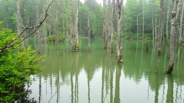 Magical Morning Misty Lake Dead Trees in Water Beautiful Swamp in Summer Season Aerial Nature