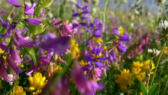 Bright Colored Purple, Yellow and White Wildflowers Waving in the Wind on an Alpine Meadow