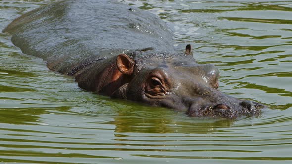 Mammal Animal Hippopotamus Is In Water 8