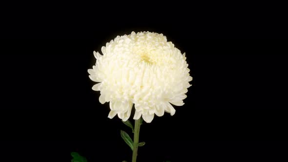 Beautiful White Chrysanthemum Flower Opening