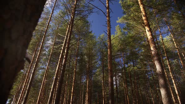 Impassable Forests in Siberia in a Sunny Day