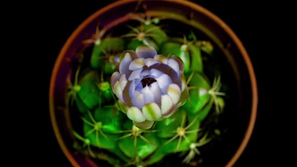 Yellow Colorful Flower Timelapse of Blooming Cactus Opening Fast Motion Time Lapse of a Blooming