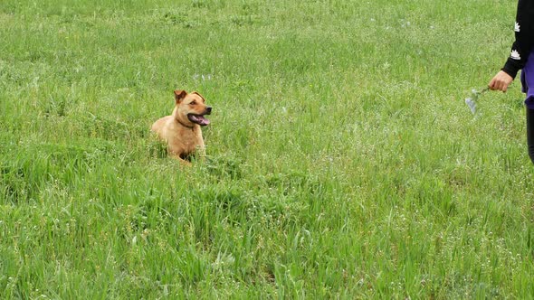 A young dog is playing with a friend in the green grass. A beautiful dog sits in a field