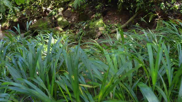 Moving over small plants with elongated green leaves