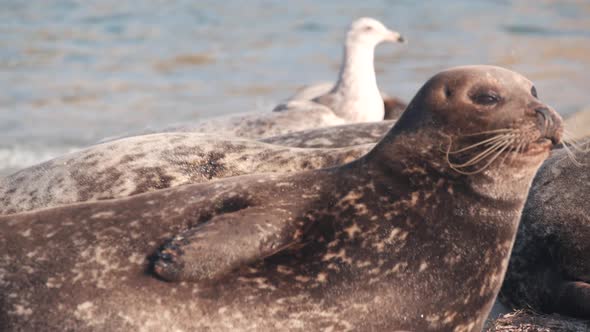 Wild Spotted Fur Seal Rookery Pacific Harbor Sea Lion Resting California Beach