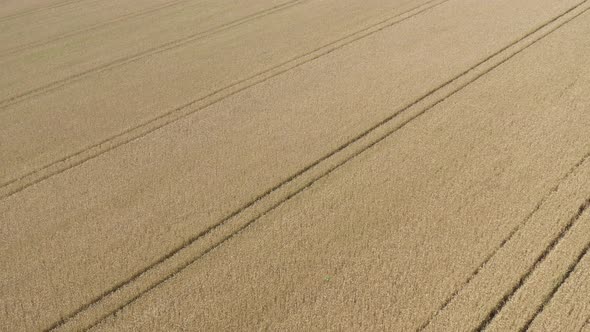 Above the golden field crops of wheat 4K aerial footage