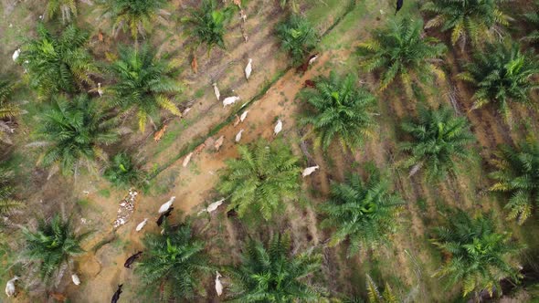 Aerial view group of cows walk in oil palm