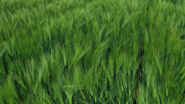 Green spikelets background. Agricultural plants growing on a field in summer. 