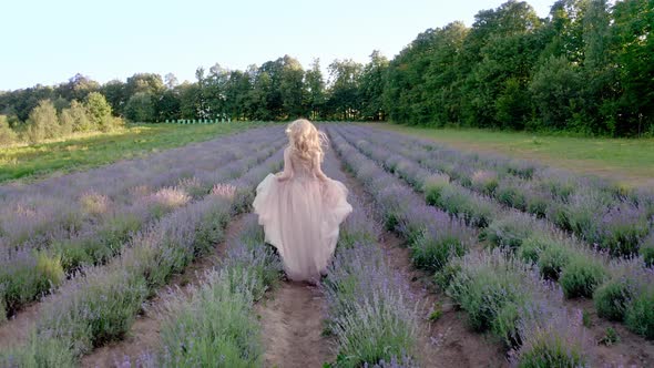 Aerial Cinematic Drone View of Woman Walk Colorful Lavender Fields on a Sunny Day Blooming Purple