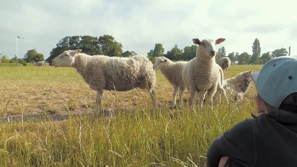 Boy is watching cute sheep on a field in Sweden.