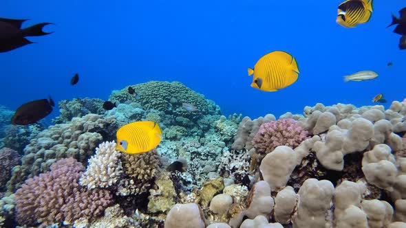 Tropical Coral Garden