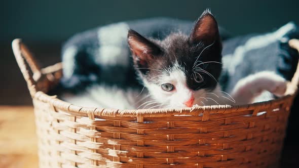 A Cute Little Kitten in a Wicker Basket