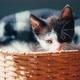 A Cute Little Kitten in a Wicker Basket - VideoHive Item for Sale