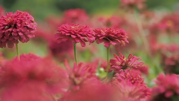 Red Flower