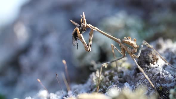 Praying Mantis (Empusa Pennata) eating a fly, from left