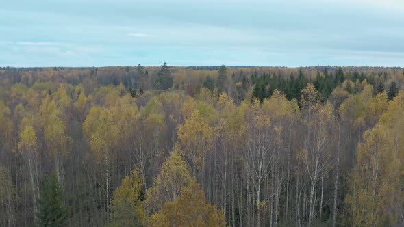 Autumn Forest